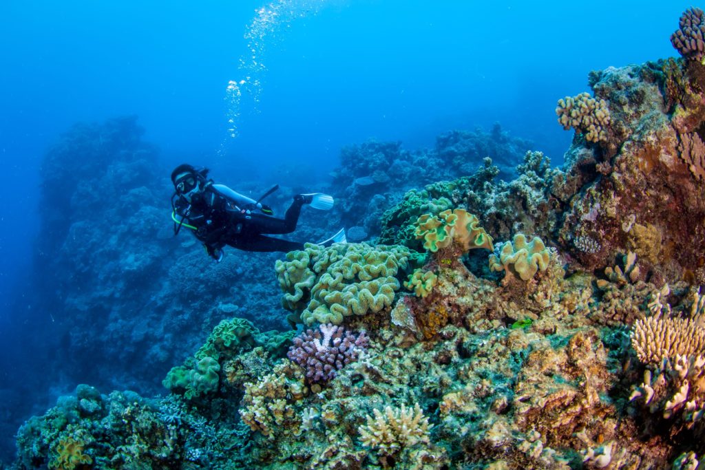 Jennifer Scuba Diving the Great Barrier Reef, October 2019